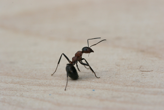 Macro fourmis chalet - 008